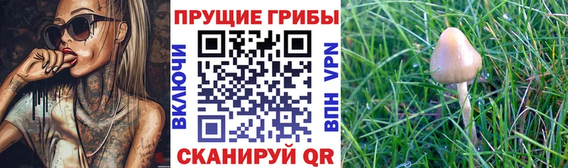 где купить наркотик  Бузулук  MEGA зеркало  Псилоцибиновые грибы мицелий 
